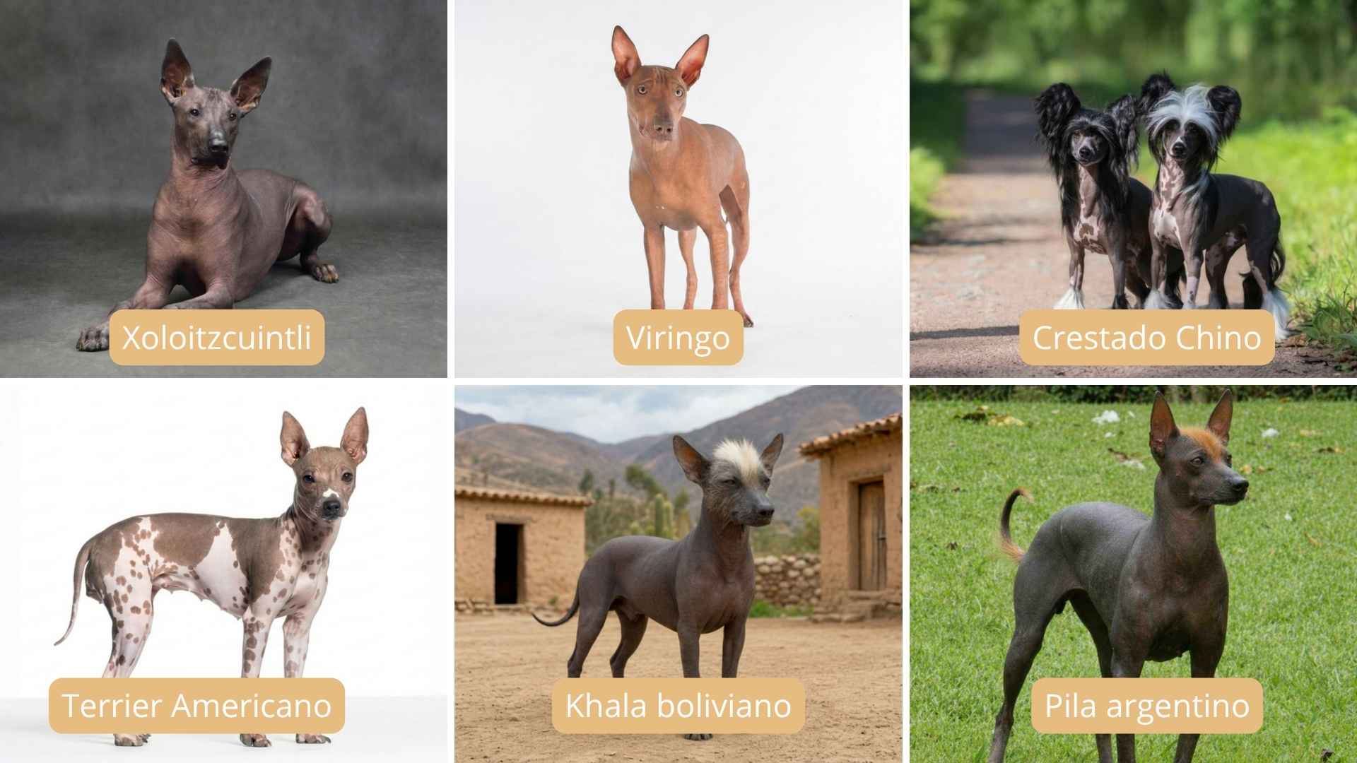 Razas de perros sin pelo